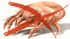 Dust Mite